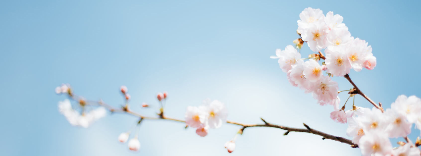 桑桂昌